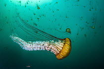 Pacific Sea Nettle (Chrysaora fuscescens) jellyfish, Monterey Bay, California