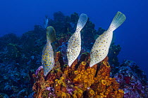 Scrawled Filefish (Aluterus scriptus) trio, Saba Island, Caribbean