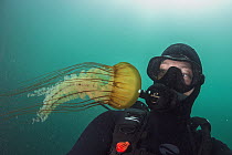 Pacific Sea Nettle (Chrysaora fuscescens) jellyfish and diver, Monterey Bay, California