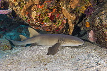 Short-tail Nurse Shark (Ginglymostoma cirratum), Saint Eustatius, Caribbean