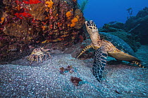 Hawksbill Sea Turtle (Eretmochelys imbricata), Saba Island, Caribbean
