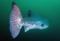 Giant Sea Bass (Stereolepis gigas), San Diego, California