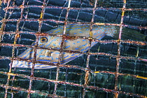 Scrawled Filefish (Aluterus scriptus) caught in fish trap, Saba Island, Caribbean