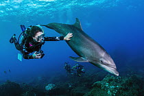 Bottlenose Dolphin (Tursiops truncatus) and diver, Revillagigedo Islands, Mexico