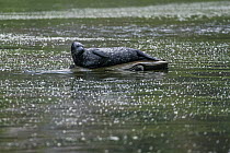 Harbor Seal (Phoca vitulina), Alaska