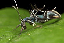 Moth (Xestocasis iostrota), ant mimic, Mount Isarog National Park, Philippines
