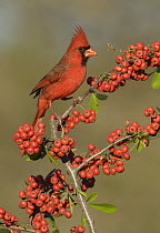 Northern Cardinal (Cardinalis cardinalis) male, Texas