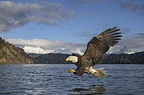 Bald Eagle (Haliaeetus leucocephalus) fishing, Alaska