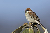 Russet Sparrow (Passer rutilans) male calling, Thimphu, Bhutan