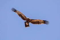 Wedge-tailed Eagle (Aquila audax) flying, Queensland, Australia