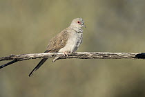 Diamond Dove (Geopelia cuneata), Queensland, Australia