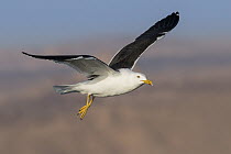 Lesser Black-backed Gull (Larus fuscus) flying, Eilat, Israel