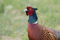 Ring-necked Pheasant (Phasianus colchicus) male, Lower Saxony, Germany