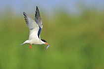 Common Tern (Sterna hirundo) flying with fish prey, Danube Delta, Romania