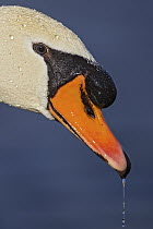 Mute Swan (Cygnus olor), Baden-Wurttemberg, Germany