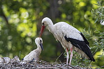 White Stork (Ciconia ciconia) parent with chick in nest, Baden-Wurttemberg, Germany