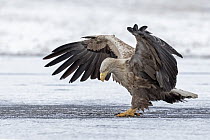 White-tailed Eagle (Haliaeetus albicilla) spreading wings on ice, Poland