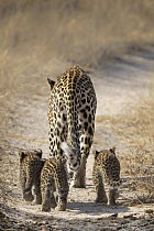 Leopard (Panthera pardus) female with cubs, Sabi-sands Game Reserve, South Africa