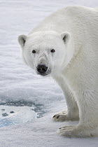 Polar Bear (Ursus maritimus), Svalbard, Norway