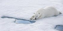 Polar Bear (Ursus maritimus) waiting at breathing hole for seals, Svalbard, Norway