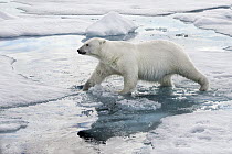 Polar Bear (Ursus maritimus) on ice, Svalbard, Norway