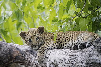 Leopard (Panthera pardus) cub, Okavango Delta, Botswana