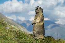 Alpine Marmot (Marmota marmota) alarm calling, Hohe Tauern National Park, Austria
