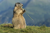 Alpine Marmot (Marmota marmota) feeding on flowers, Hohe Tauern National Park, Austria