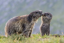 Alpine Marmot (Marmota marmota) parent with young feeding, Hohe Tauern National Park, Austria