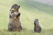 Alpine Marmot (Marmota marmota) parent with young feeding, Hohe Tauern National Park, Austria