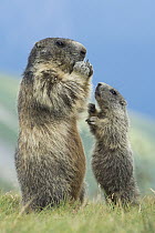 Alpine Marmot (Marmota marmota) parent feeding with begging young, Hohe Tauern National Park, Austria