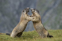 Alpine Marmot (Marmota marmota) pair fighting, Hohe Tauern National Park, Austria