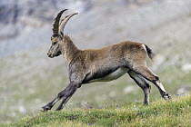 Alpine Ibex (Capra ibex) male running, Hohe Tauern National Park, Austria