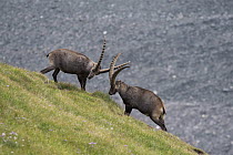 Alpine Ibex (Capra ibex) males fighting, Hohe Tauern National Park, Austria
