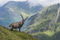 Alpine Ibex (Capra ibex) male in mountains, Hohe Tauern National Park, Austria