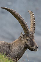 Alpine Ibex (Capra ibex) male, Hohe Tauern National Park, Austria