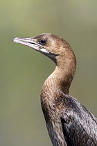 Pygmy Cormorant (Microcarbo pygmeus), Danube Delta, Romania