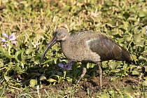 Hadada Ibis (Bostrychia hagedash), Lake Baringo, Kenya