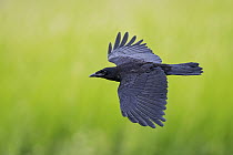 Carrion Crow (Corvus corone) flying, Baden-Wurttemberg, Germany