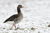 Greylag Goose (Anser anser) in winter, North Rhine-Westphalia, Germany