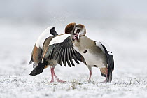 Egyptian Goose (Alopochen aegyptiacus) pair fighting in winter, North Rhine-Westphalia, Germany