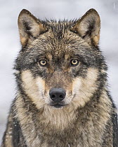European Wolf (Canis lupus), Lower Saxony, Germany