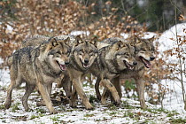 European Wolf (Canis lupus) pack, Lower Saxony, Germany
