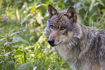 European Wolf (Canis lupus), Lower Saxony, Germany