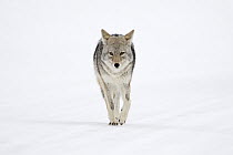 Coyote (Canis latrans) in winter, Yellowstone National Park, Wyoming