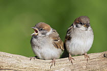 Eurasian Tree Sparrow (Passer montanus) juvenile calling, Lower Saxony, Germany