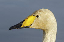 Whooper Swan (Cygnus cygnus), Utrecht, Netherlands