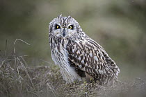 Short-eared Owl (Asio flammeus), Schleswig-Holstein, Germany