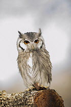 Southern White-faced Owl (Ptilopsis granti), native to Africa