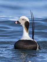 Long-tailed Duck (Clangula hyemalis) male, Alaska